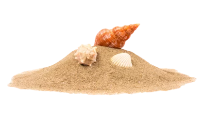 Foto auf Alu-Dibond Isolated seashell on sand © puckillustrations