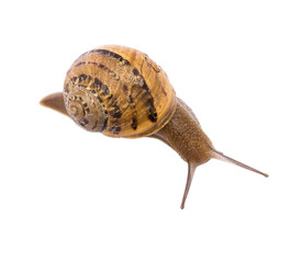 Snail on isolated background