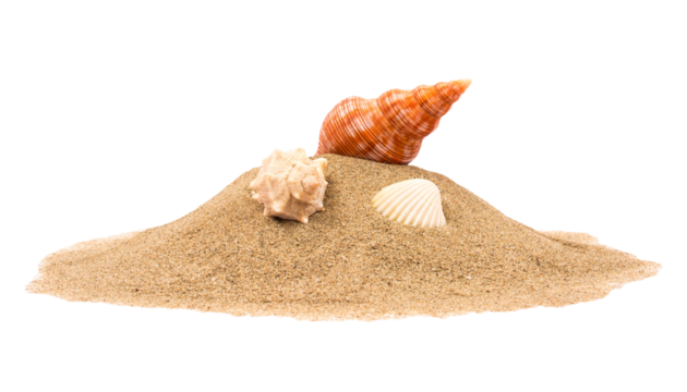 Isolated seashell on sand