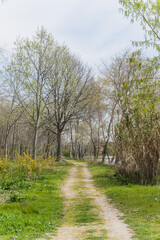 Obraz premium A beautiful park on an island in Venice, Italy, with tall grass and trees 