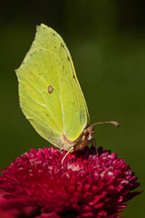 Latolistek cytrynek, żółty motyl na czerwonyk kwiatku