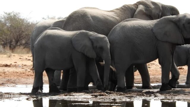 Elephant herd at a waterhole in Etosha National Park Namibia. Kudu antelopes to the right.
