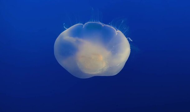 Underwater Ballet: The Pacific Sea Nettle Jellyfish