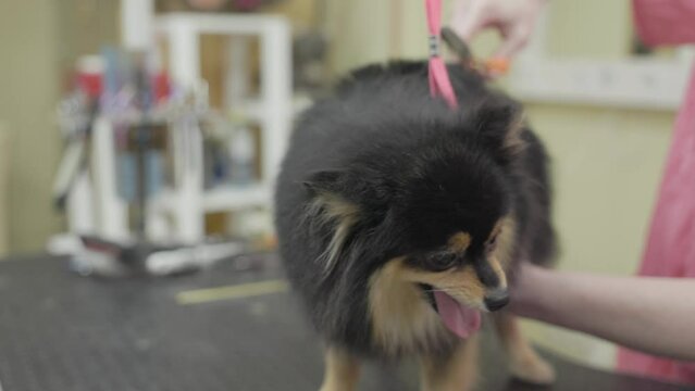 black Pomeranian Dog getting groomed at salon. Professional cares for a dog in a specialized salon. Groomer's hands with scissors. The dog smiles and looks into the frame.