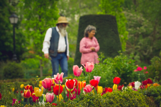 Senior people admiring tulips flowers in botanical garden in spring. Blurred photo of man, woman among landscaped bushes, trees looking at bulb flowers growing in flowerbed. Tulip festival springtime.
