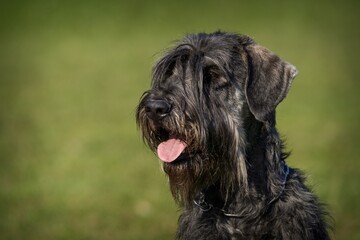 Naklejka na ściany i meble schnauzer dog portrait on the grass