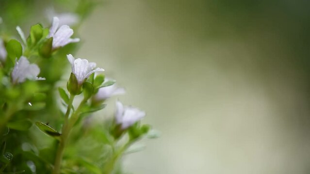 Brahmi or bacopa monnieri flowers on nature background.