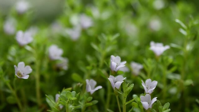 Brahmi or bacopa monnieri flowers on nature background.