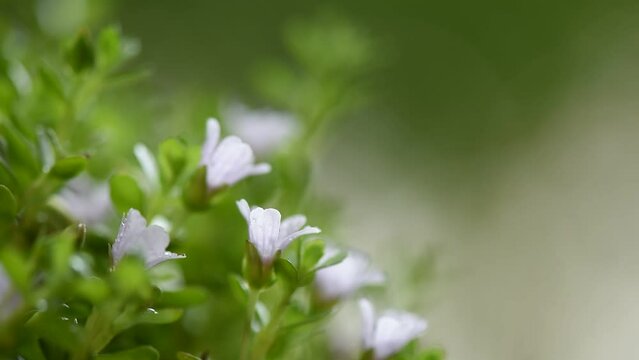 Brahmi or bacopa monnieri flowers on nature background.