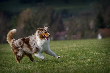 Australian dog in action on the grass