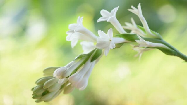 Tuberose flowers on nature background.