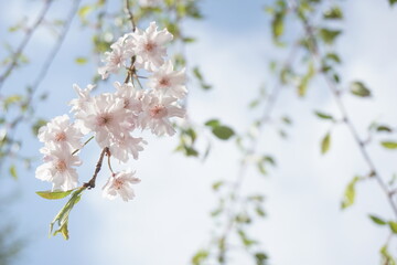 桜