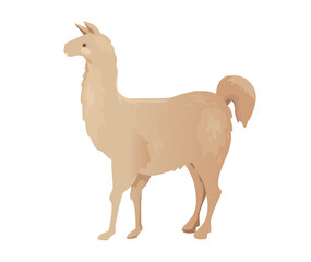 Concept Fauna animal alpaca lama. This illustration features a flat, vector design of a cute and playful alpaca on a white background. Vector illustration.