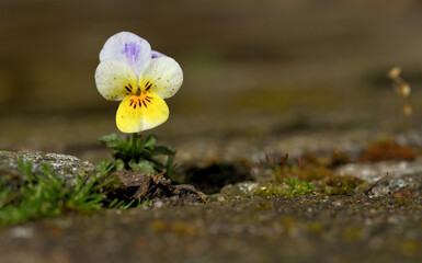 Ein Veilchen mit einer schönen Blüte, wächst aus einer Pflasterfläche mit Steinen.