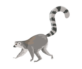 Concept Fauna animal lemur. This is a flat vector illustration depicting a lemur, an exotic animal native to Madagascar. Vector illustration.
