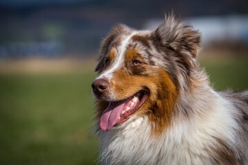 Australian dog portrait in nature park