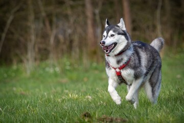 Siberian dog in action in the grass