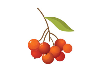 Concept Hello autumn rovanberry tree leaf. This is a flat vector illustration with a cartoonish design of a red autumnal fruit called rovanberry on a white background. Vector illustration.
