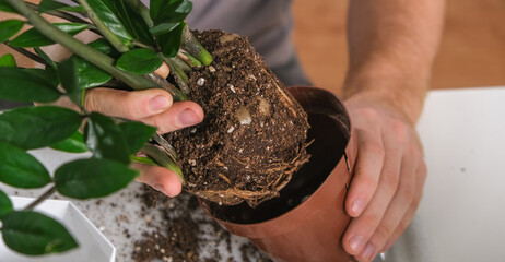 Transplanting Zamioculcas from a small pot to a large one. A man pulls houseplant out of an old pot. Spring gardening.