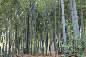 美しい春の竹林（Beautiful spring bamboo forest）