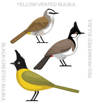 Cute Bird Bulbul Set Cartoon Vector
