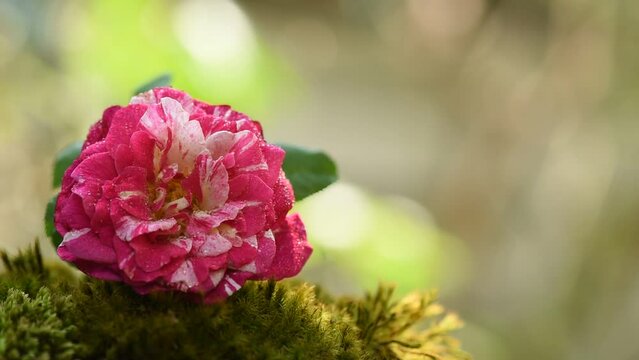 Neil Diamond rose on nature background.
