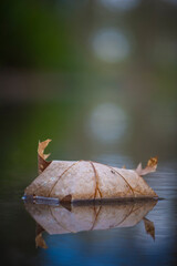 Vertical closeup shot of Autumn leaf in quiet water with reflections and blurry background.