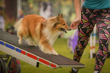 Dog is running on agility see-saw. She is so incredible dog on agility.