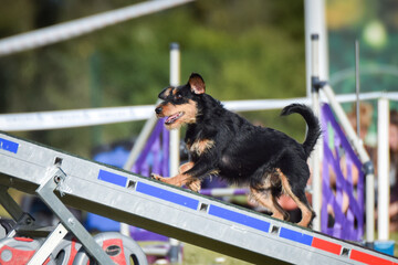 Dog is running on agility see-saw. She is so incredible dog on agility.