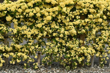 Banksia rose blossoms. Rosaceae evergreen vine shrub native to China. It has no thorns and is easy to care for. From April to May, yellow double flowers bloom on the fence of a house.