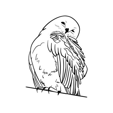 Vector hand drawn sketch of a cute sitting owl, doodle style with black lines