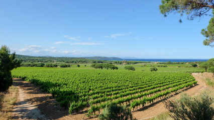 Fototapeta na wymiar Cote d'Azur in Frankreich mit Plach de Pampelonne bei St. Tropez und Weinreben