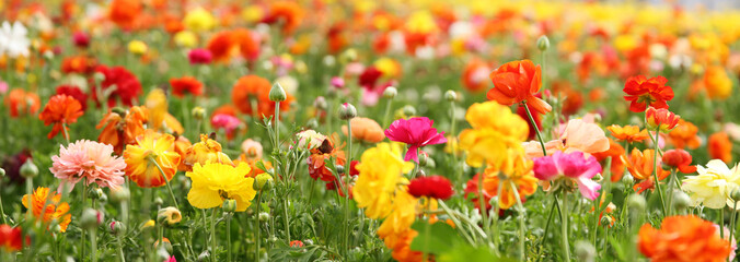 photo with low angle of buttercup spring flowers. Selective focus