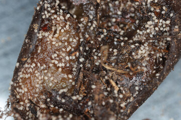 Banana fruit rotten, decayed contained by mites.