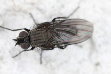 A small black fly sitting, resting on the wall of a building. Housefly.