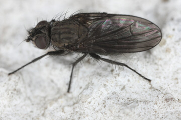 A small black fly sitting, resting on the wall of a building. Housefly.