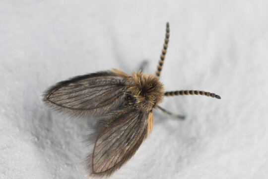 Mothflies, owl midges, sewage farm flies, called also waltzing midges (Psychodidae) on a white wall.