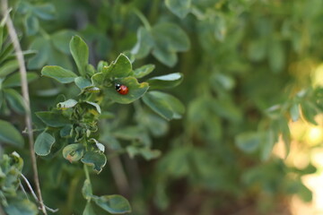 Mariquita en un campo
