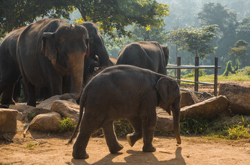 Naklejka na ściany i meble Indian Elephants at the Pinavella Sanctuary