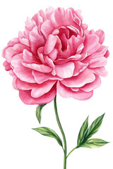 Peony isolated white background. Watercolor flora illustration. summer flower for poster, invitation and greeting card 