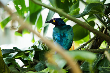 steel shiny starling Lamprotornis chalybaeussits in the bushes