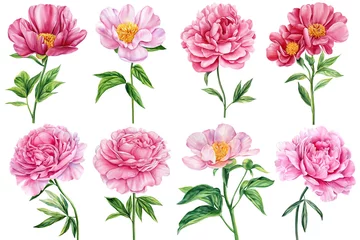 Foto op Plexiglas Peonies on white isolated background. Watercolor pink Flowers set. Watercolour floral illustration © Hanna