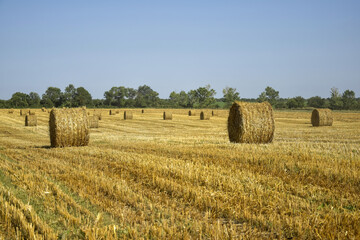 Fototapeta na wymiar Harvested wheat field with large round bales of straw in summer. Rural landscape. Farmland with blue sky. Copy space. Close-up. Selective focus.
