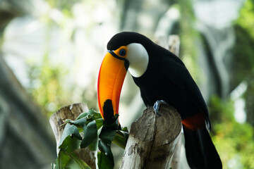 toucan sits on a tree branch
