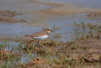 bird watching on the water, Collared Pratincole, Glareola pratincola