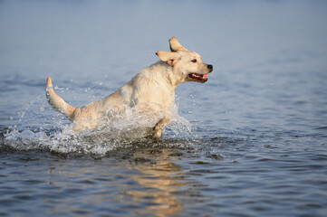 yellow labrador puppy running in water at the sea