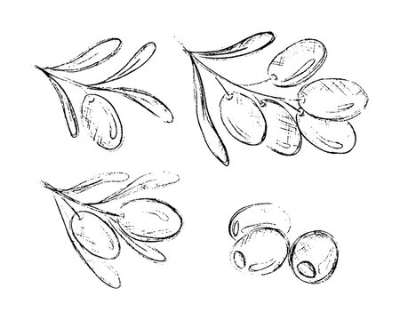 Olive branch. Hand drawn sketch leaves and berries. Mediterranean flora. Agriculture plants. Foliage sketch art. Greek botanical engraving elements set. Vegetarian oil. Vector illustration