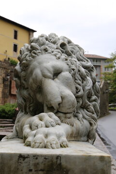  Cabeza Le&oacute;n