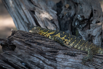 Nile monitor lies sleeping on dry log