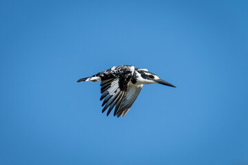 Pied kingfisher flapping wings in blue sky